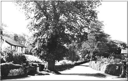 Image29